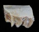Oligocene Ruminant (Leptomeryx) Jaw Section #60979-1